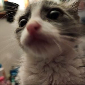 Meet your Posher, Aliah